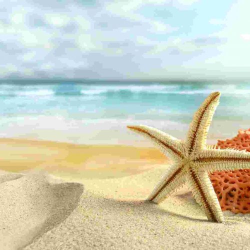 Palm Tree Beach - Image 2